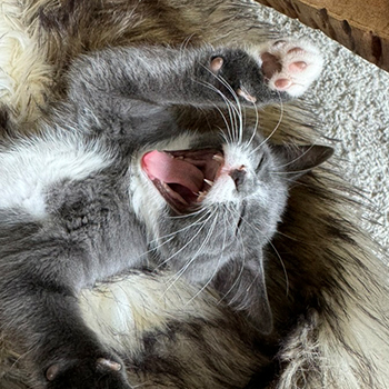 A picture of my cat, Oscar